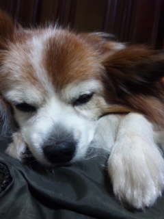 ���肪�Ƃ�