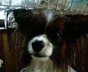 �V�����v�[