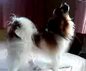 �T�C�����̉��𕷂���...