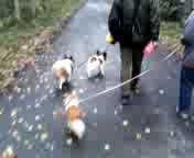 �y���̒����̂����`