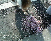 �ӂ����܂�B