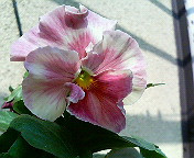 �J�オ������