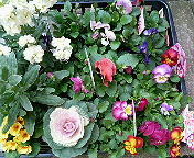 ���킢����`(���ށ�)