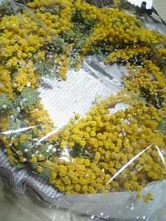 mimosa���āE�E�E