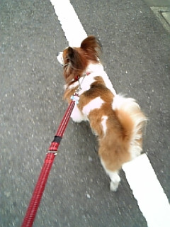 �����̂��U��