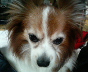 �N���I��