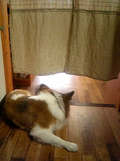 �܂�Ȃ��ȁ`