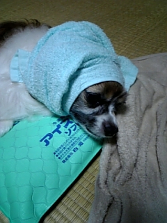 �����C�������